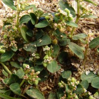 Euphorbia indica Lam.